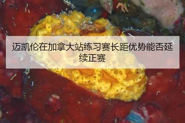 mai-kai-lun-zai-jia-na-da-zhan-lian-xi-sai-zhang-ju-you-shi-neng-fou-yan-xu-zheng-sai-2-464.jpg
